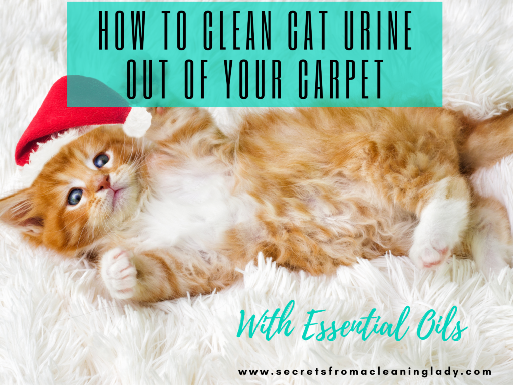 HOW TO CLEAN CAT URINE OUT OF YOUR CARPET WITH ESSENTIAL OILS Secrets